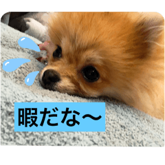 Vitor_20250323190344