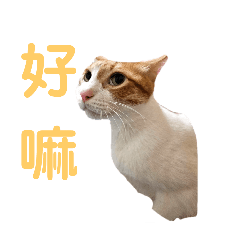 屁孩貓胚芽奶