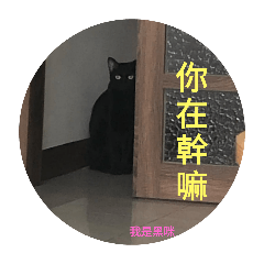 真實小貓貓