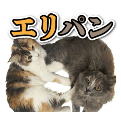 エリパンと寅櫻