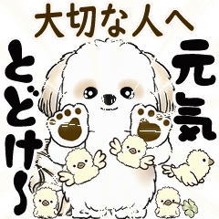Moving Shih tzu 2025 (consideration) 7