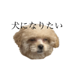 pupumun_20250322145816