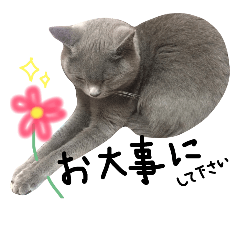 British short hair gray cat MISAO 6