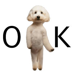 Dancing! Toy Poodle @Everyday