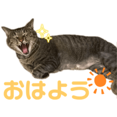 犬猫（チワ猫）スタンプ
