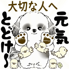 B&W Moving Shih tzu 2025 (consideration)
