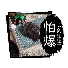 膽小龜仔籽