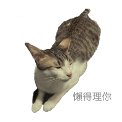 招財進寶咪