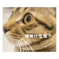 本丸小貓呀