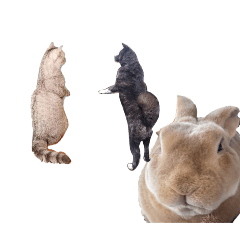 CHIYO_animals