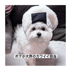 cocoa_20250323212526