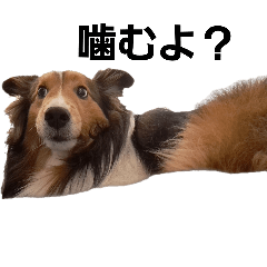 dog one dayplay