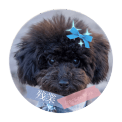 Toy Poodle TEN Vol.2/Japanese-English