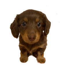 coco_20250323204423