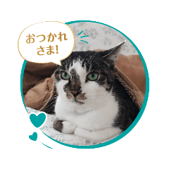 nori_20250323192655