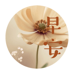 黃菊amber