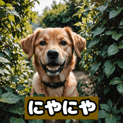 Expressive Dog's Stickers