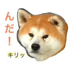 Akita dog Hinata's Akita dialect appeal