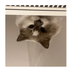 MOLY豪華大放送！