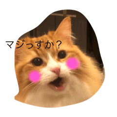Shin_20250324001942