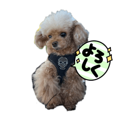 mimi_20250324004048