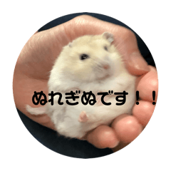 HAM_20250324094946