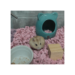 piyo_20250324124323