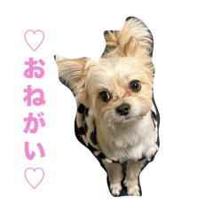 chacha_20250324070149