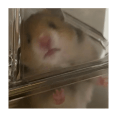 鼠淑芬