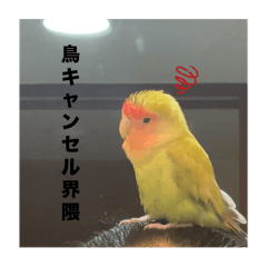 Pop_20250324130436