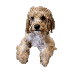 my dog is Roy!!