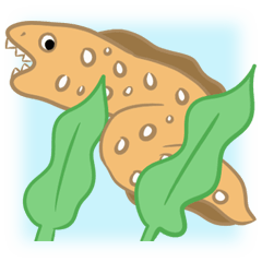 Cute Moray eel (Utsubo)