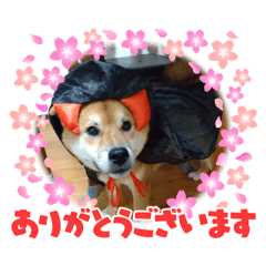 keiko_20250324204213
