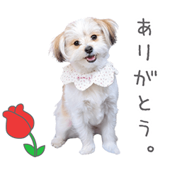StampNo:5066