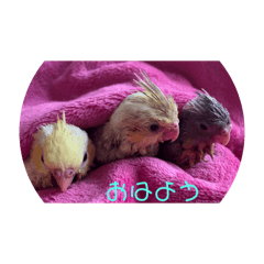 Pepe_20250324204530