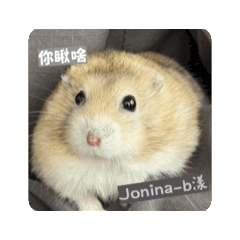 金銀招財鼠來寶·來福