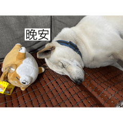 不是你怎麼那麼狗