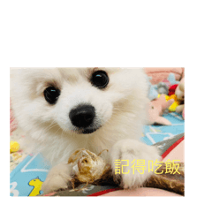 萌犬來襲旺汪