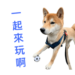 可愛的奧迪狗狗貼圖