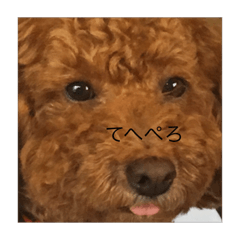 Toy poodle Cocoa kun.