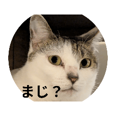 kiki_20250325073927