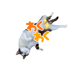 hachi_20250325083015