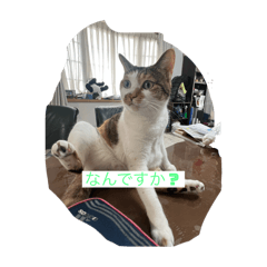 kaito_20250324230615