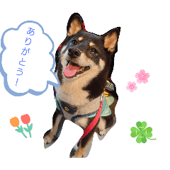 anko_20250325120550