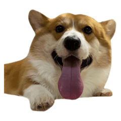 KiKa the corgis 1