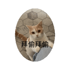 貓咪各種日常表情1.0