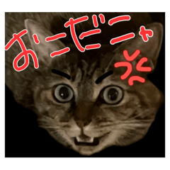 Masaki_20250325022912