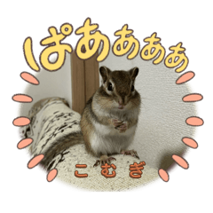 komugirisu