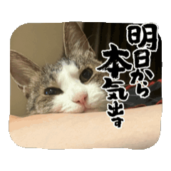 mao_20250325133619