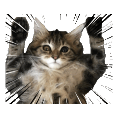 Maine coon Cat Tetsuo